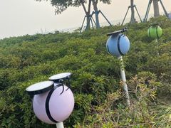 -贡湖湾湿地公园