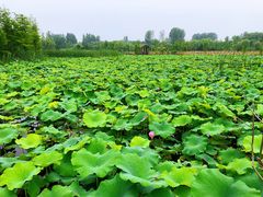 -溱湖国家湿地公园