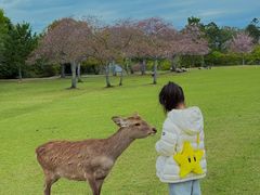 -奈良公园