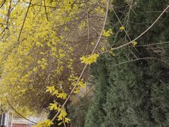 -青岛大学路小学