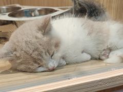 -屋虎猫馆(宝安大仟里店)