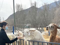 -新疆天山野生动物园