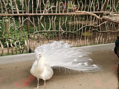 -呀路古热带植物园