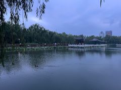 -莲花池公园