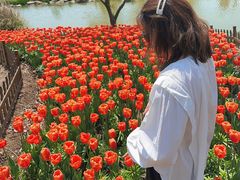 -荷兰花海