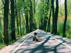 -合肥滨湖国家森林公园