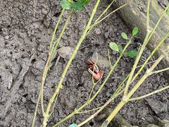 -东寨港红树林旅游区