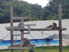 -西霞口神雕山野生动物世界