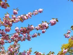-高东镇樱花园