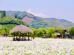 -径山花海