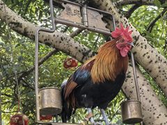 -青城甲(青城山店)