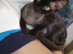 -楼上猫咖(罗湖店)