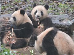 -中国大熊猫保护研究中心雅安碧峰峡基地