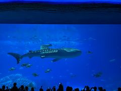 -珠海长隆海洋王国