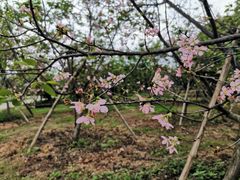 -天适樱花悠乐园
