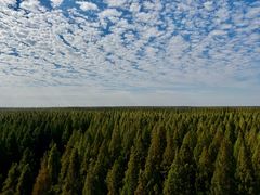 -黄海国家森林公园