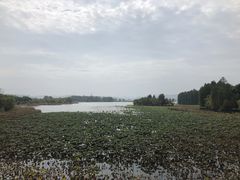-东湖落雁景区