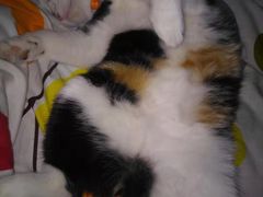 -美联众合动物医院(·中兽医·疑难杂症·严家桥分院)