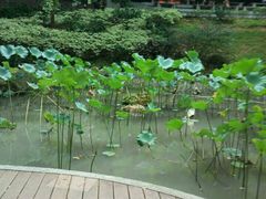 -香港大学