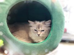 -瞄一喵猫咖(格力海岸店)