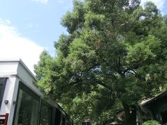 -凤凰御元艺术基地