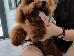 -帕帕拉兹宠物(亚洲旗舰店)