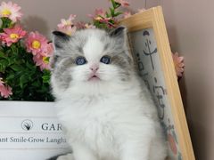 -小猫来了·猫舍(红山六九七九店)