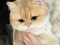 -欣宠猫屋·矮脚拿破仑·蓝金金渐层
