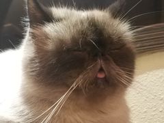 -more than meow吴止猫主题餐厅(承德 中船汇店)