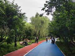 -大兴滨河森林公园