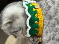 -艾贝尔宠物医院 ·内科全科(梁溪路店)