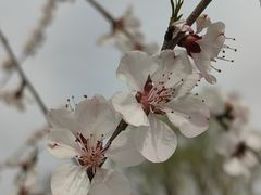 -春风习习
