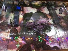 -龟与熊猫宠物公园(南坪店)