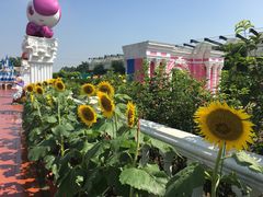 -广州花之恋城堡酒店