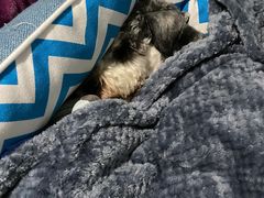 -佳雯宠物医院(金华南路分院)