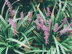 -合肥滨湖国家森林公园