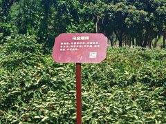 -曹州牡丹园