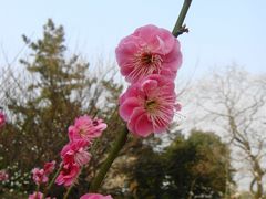 -香雪海