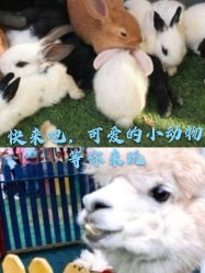 -萌宠亲子动物乐园(槐房万达店)