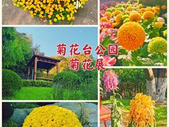 -菊花台公园