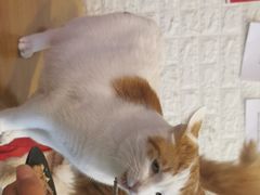 -平行世界·猫咖(首经贸店)