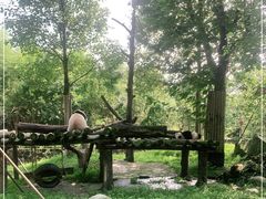 -都江堰中华大熊猫苑