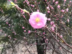 -北京鹫峰国家森林公园