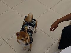 -怪兽屋·羊驼·猫咖·狗咖(俊华广场店)