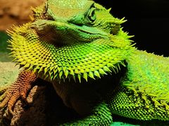 -帕帕拉兹宠物(亚洲旗舰店)