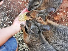-费瑟代尔野生动物园