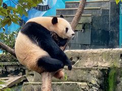 -中国大熊猫保护研究中心雅安碧峰峡基地