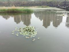 -前关湿地公园