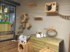 -喵屋coffee
