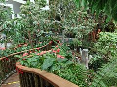 -正佳雨林生态植物园
